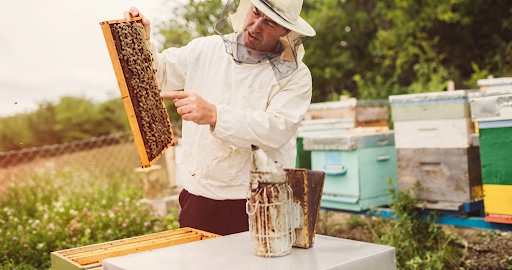 Key Features to Look for in a Beekeeper Suit