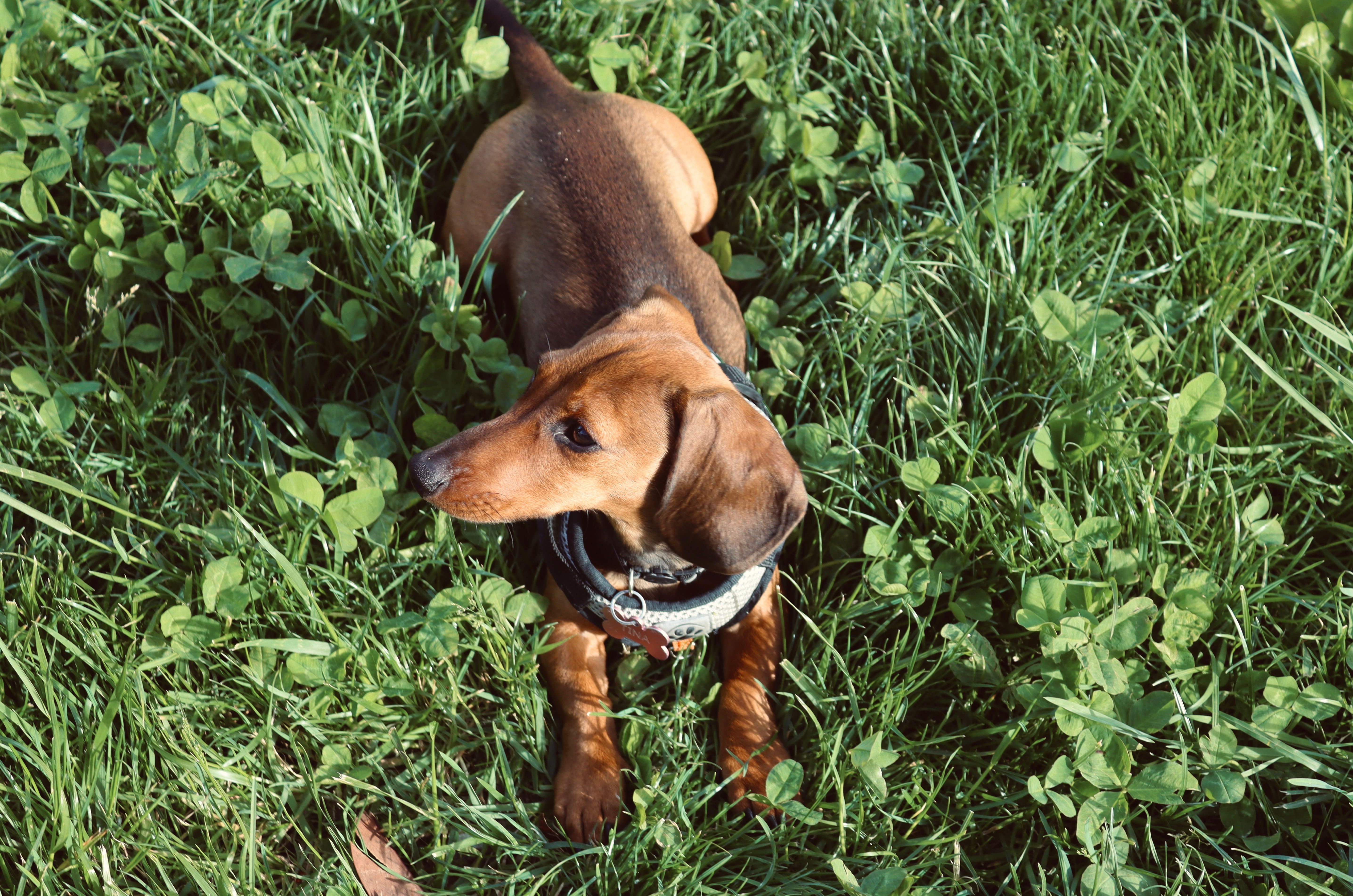 benadryl for dogs safe dosage uses side effects complete guide